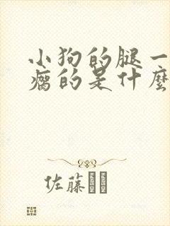 小狗的腿一瘸一瘸的是什么原因引起的