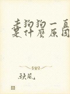 老狗狗一直咳嗽是什么原因