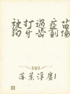 被打过疫苗的小狗牙齿划伤一点皮出血有事吗