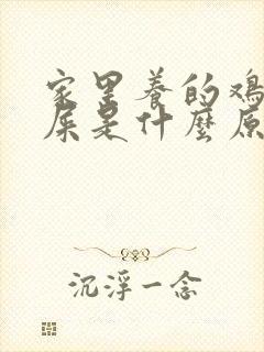 家里养的鸡拉白屎是什么原因