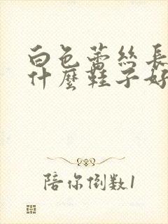 白色蕾丝长裙配什么鞋子好看