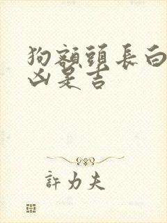 狗额头长白毛是凶是吉