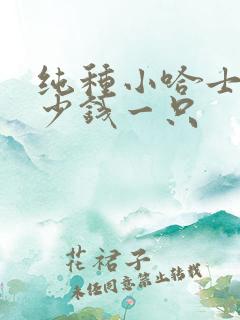 纯种小哈士奇多少钱一只