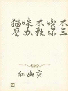 猫咪不吃不喝怎么办教你三招治疗