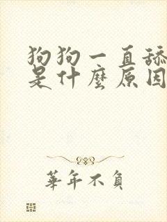 狗狗一直舔主人是什么原因