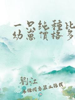 一只纯种比熊犬幼崽价格多少钱