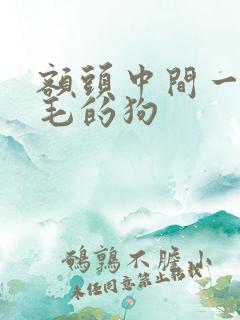 额头中间一撮白毛的狗