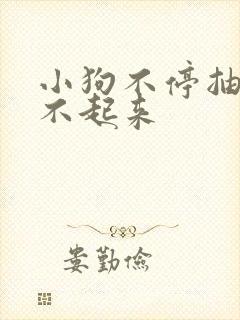 小狗不停抽搐站不起来