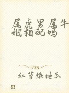 属虎男属牛女婚姻相配吗