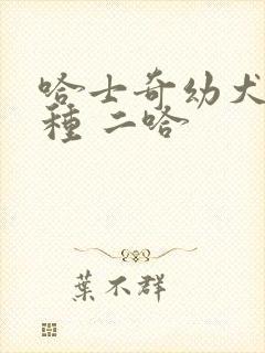 哈士奇幼犬 纯种 二哈