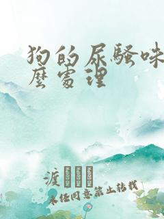 狗的尿骚味大怎么处理