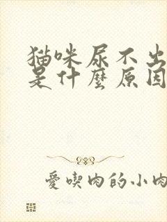 猫咪尿不出尿来是什么原因