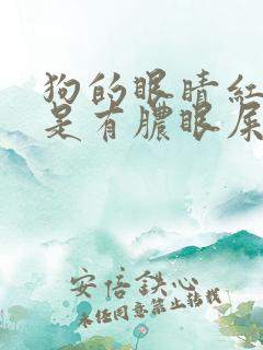 狗的眼睛红了总是有脓眼屎怎么办