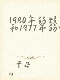 1980年的猴和1977年的蛇相配还是相克
