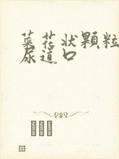 菜花状颗粒白色尿道口