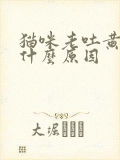 猫咪老吐黄水是什么原因