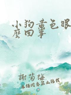 小狗黄色眼屎怎么回事