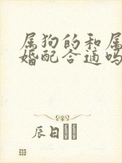 属狗的和属鼠的婚配合适吗