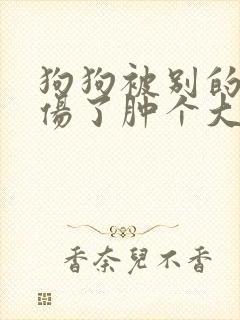 狗狗被别的狗咬伤了肿个大包