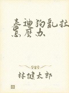 泰迪狗乱拉乱尿怎么办