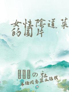 女性阴道菜花疣的图片