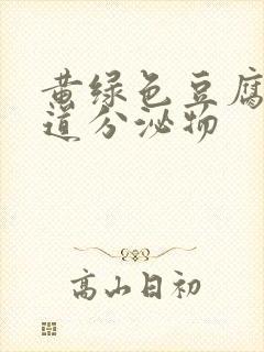 黄绿色豆腐样阴道分泌物