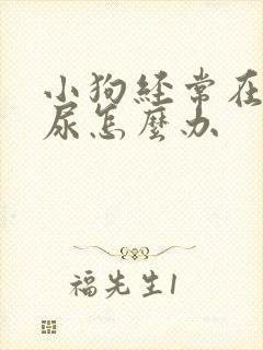 小狗经常在家撒尿怎么办