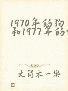 1970年的狗和1977年的蛇婚配好不