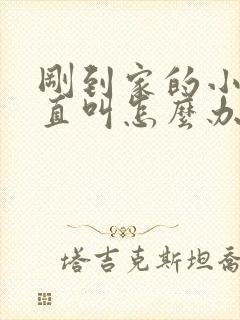 刚到家的小狗一直叫怎么办