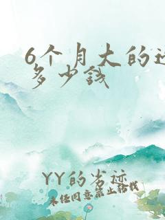 6个月大的边牧多少钱