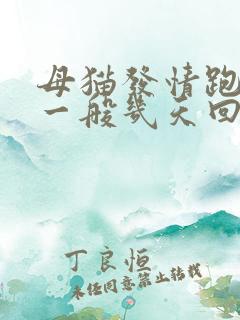 母猫发情跑出去一般几天回来