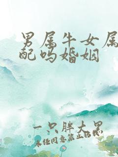 男属牛女属鼠相配吗婚姻