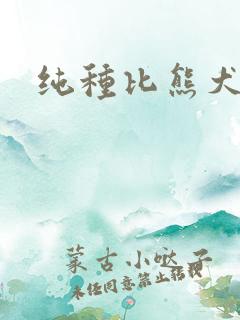 纯种比熊犬价格