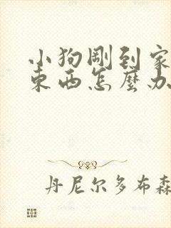 小狗刚到家不吃东西怎么办