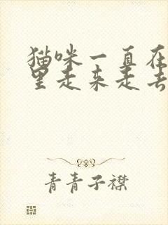 猫咪一直在笼子里走来走去