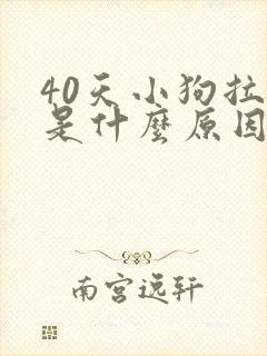 40天小狗拉稀是什么原因