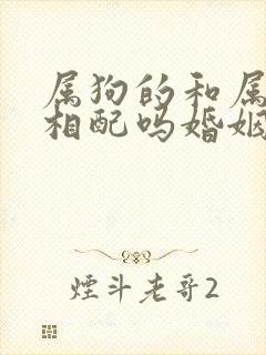 属狗的和属鸡的相配吗婚姻