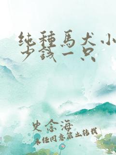 纯种马犬小狗多少钱一只