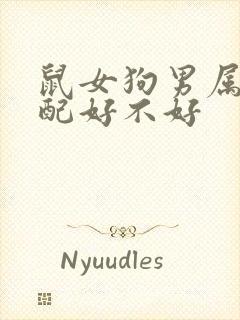 鼠女狗男属相婚配好不好