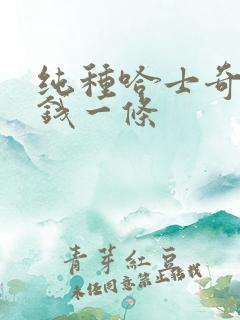 纯种哈士奇多少钱一条