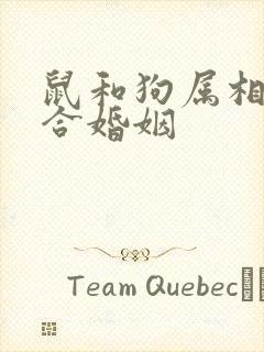 鼠和狗属相合不合婚姻