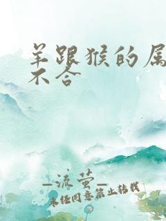 羊跟猴的属相合不合