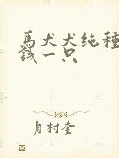 马犬犬纯种多少钱一只