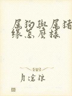 属狗与属猪的姻缘怎么样