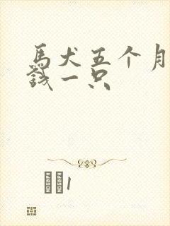 马犬五个月多少钱一只