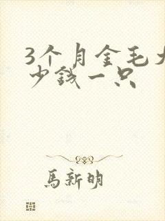 3个月金毛犬多少钱一只