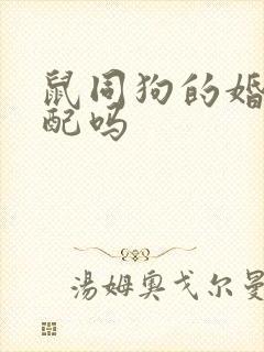 鼠同狗的婚姻相配吗