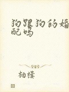 狗跟狗的婚姻相配吗