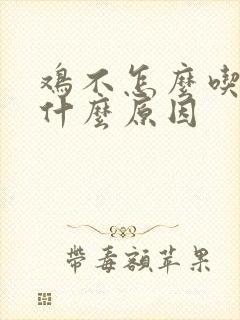 鸡不怎么吃食是什么原因