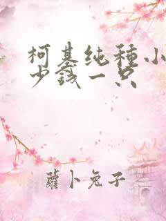 柯基纯种小狗多少钱一只